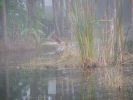 Filename=HERRON_ON_CANAL.jpg
Filesize=499KB
Dimensions=1024x768
Date added=Dec 21, 2006 HERRON_ON_CANAL.jpg